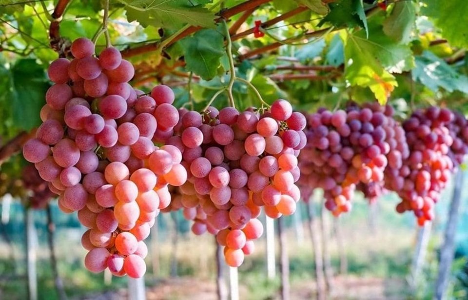 Nho Ninh Thuan